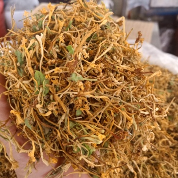 云南普洱野生金银花_清热去火