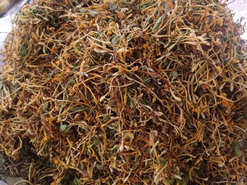 云南普洱野生金银花_清热去火