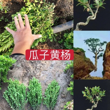 瓜子黄杨【小叶黄杨独干黄杨床苗分栽苗支持线上交易