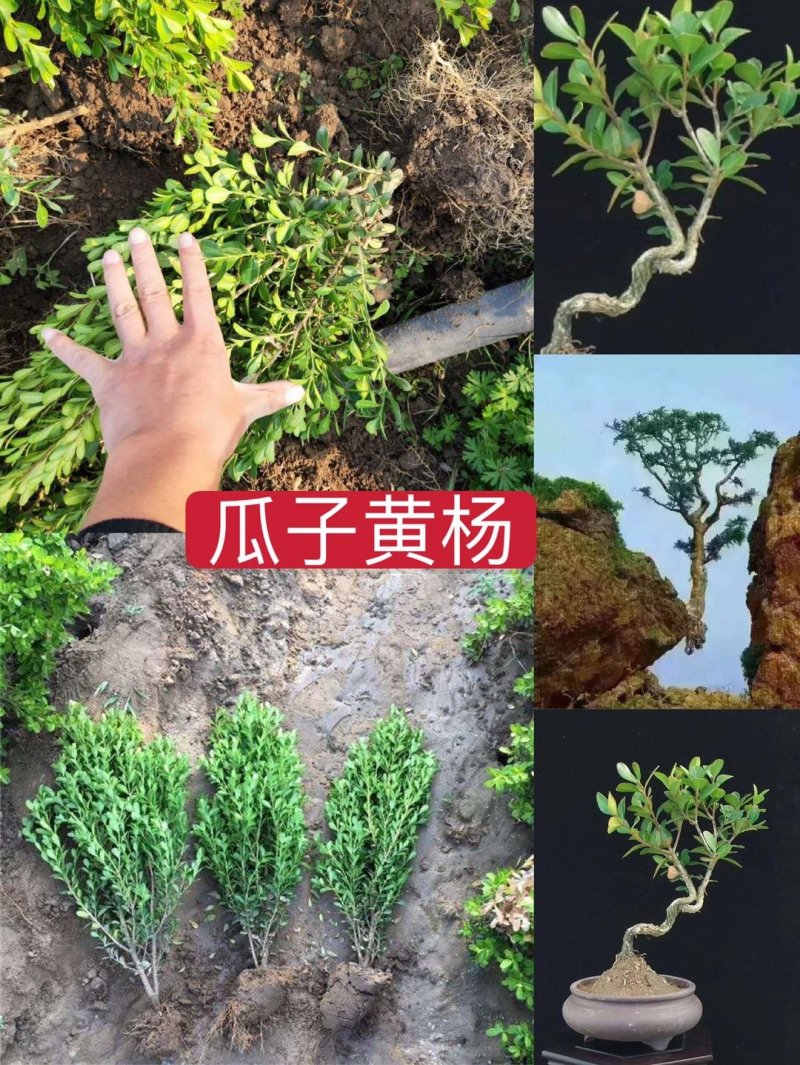 瓜子黄杨【小叶黄杨独干黄杨床苗分栽苗支持线上交易