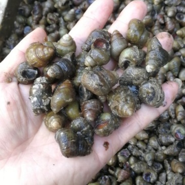 火炮，中螺.饲料螺