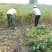 农家东北大豆油自榨散装非转基因老式黄豆油纯正无添加食用油