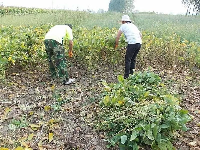 农家东北大豆油自榨散装非转基因老式黄豆油纯正无添加食用油