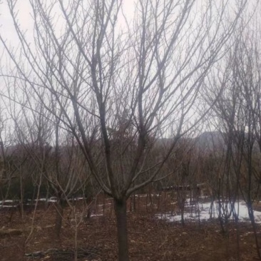 樱花4-20公分量大供应，，要的提前预约，，