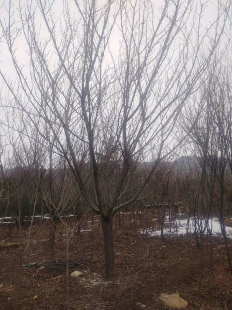 樱花4-20公分量大供应，，要的提前预约，，
