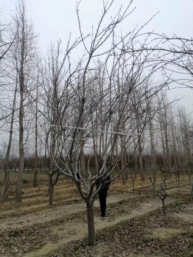 樱花4-20公分量大供应，，要的提前预约，，