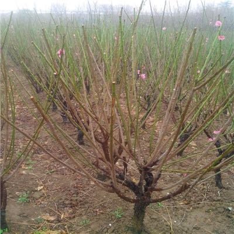 江苏红梅花苗骨里红绿梅基地梅花
