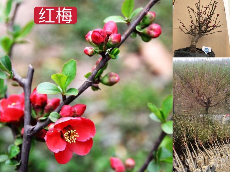 江苏红梅花苗骨里红绿梅基地梅花