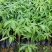 大腹木棉苗广州苗圃批发木棉苗园林绿化树