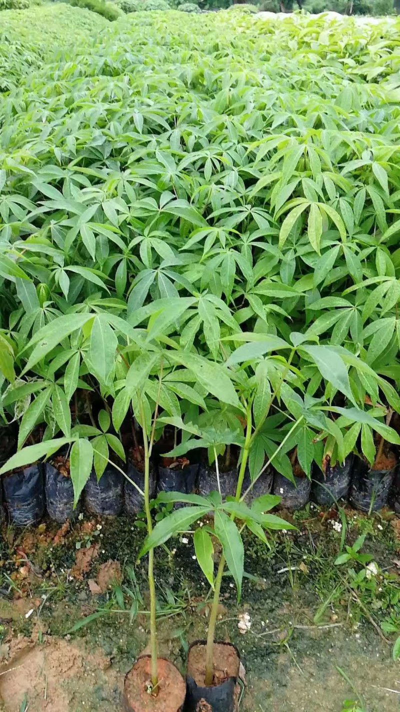大腹木棉苗广州苗圃批发木棉苗园林绿化树