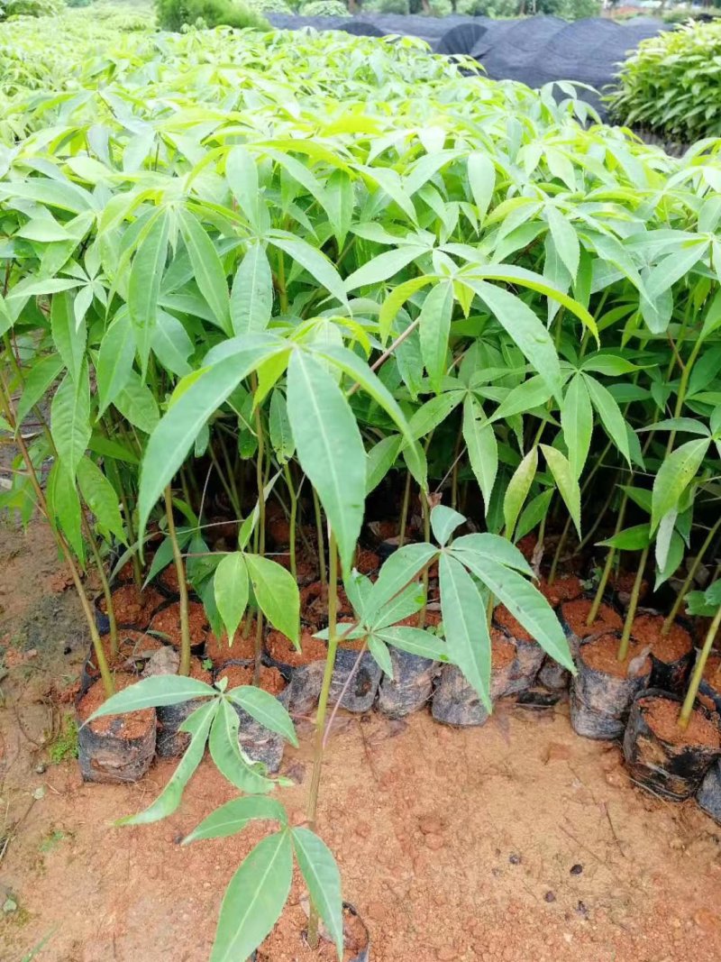 大腹木棉苗广州苗圃批发木棉苗园林绿化树