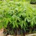 大腹木棉苗广州苗圃批发木棉苗园林绿化树