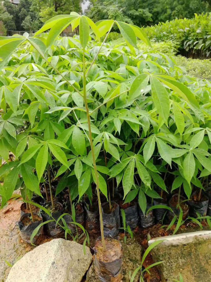 大腹木棉苗广州苗圃批发木棉苗园林绿化树