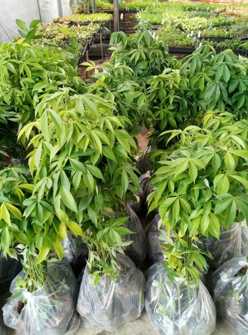 大腹木棉苗广州苗圃批发木棉苗园林绿化树