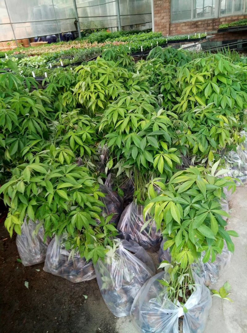 大腹木棉苗广州苗圃批发木棉苗园林绿化树