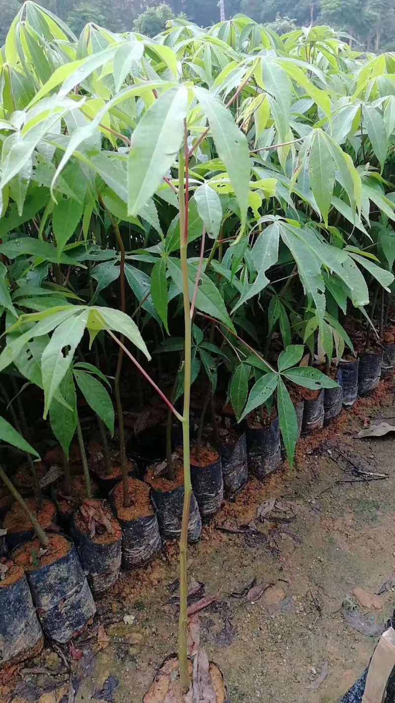 大腹木棉苗广州苗圃批发木棉苗园林绿化树