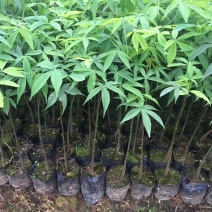 大腹木棉苗广州苗圃批发木棉苗园林绿化树