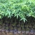 大腹木棉苗广州苗圃批发木棉苗园林绿化树