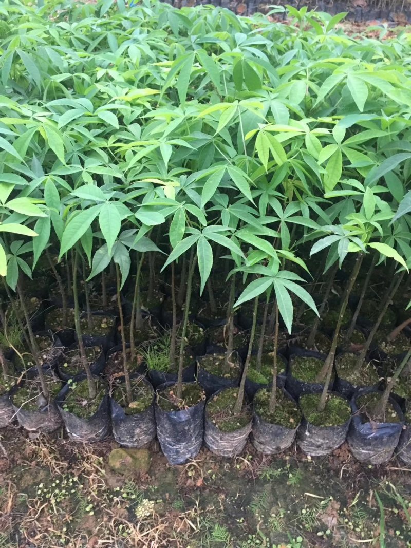 大腹木棉苗广州苗圃批发木棉苗园林绿化树