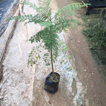 基地直销蓝花楹树苗庭院园林绿化苗木