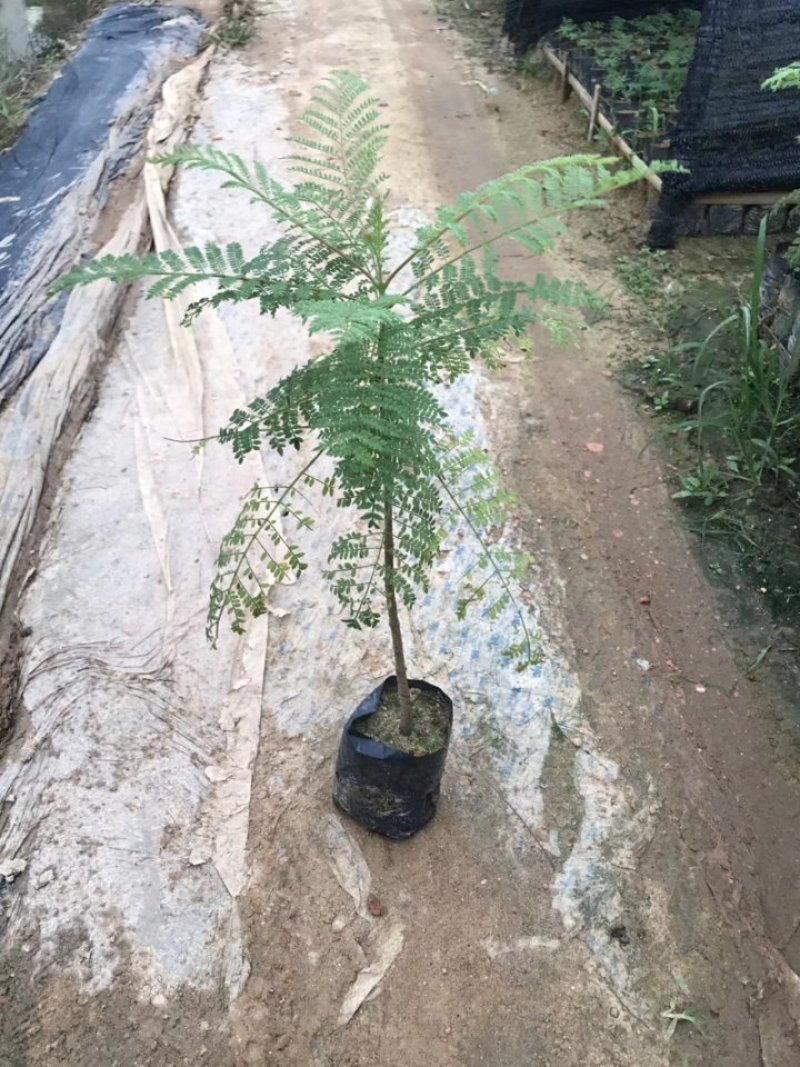 基地直销蓝花楹树苗庭院园林绿化苗木