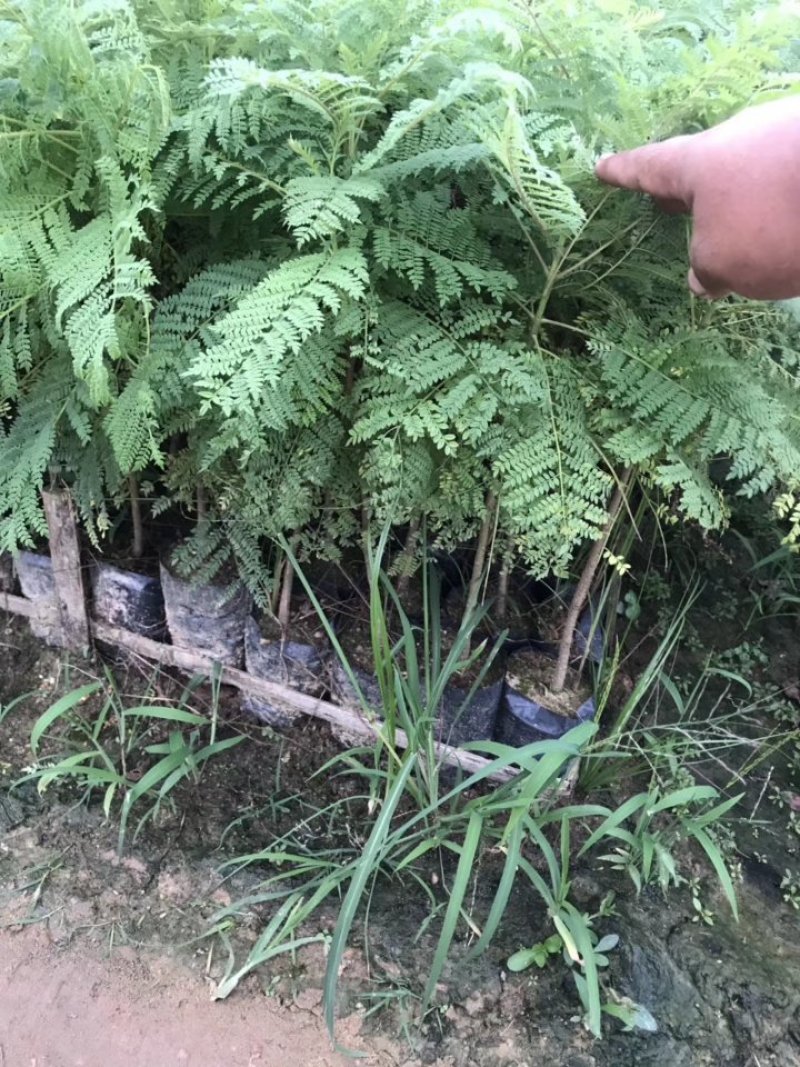 基地直销蓝花楹树苗庭院园林绿化苗木