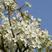 安徽砀山梨花花粉各种品种的梨授粉使用全国发货保证质量