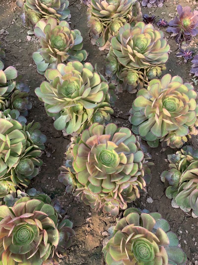 老桩多肉植物法师万圣节手捧花型尺寸大花型周正