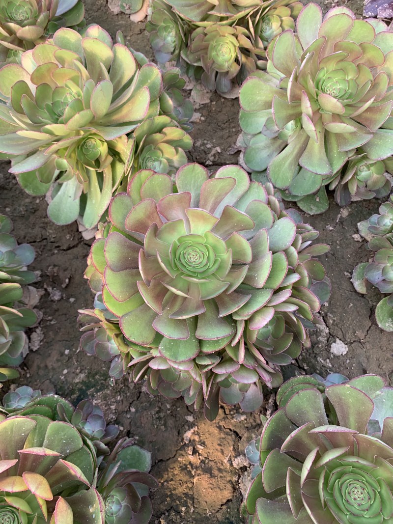 老桩多肉植物法师万圣节手捧花型尺寸大花型周正