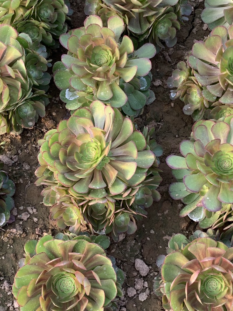 老桩多肉植物法师万圣节手捧花型尺寸大花型周正