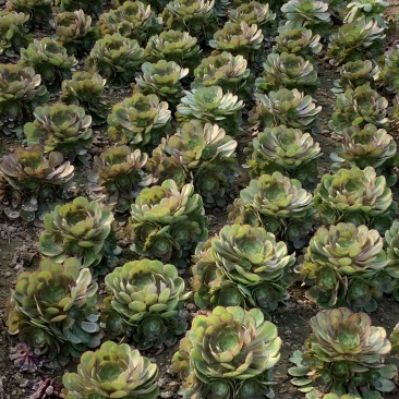 老桩多肉植物法师万圣节手捧花型尺寸大花型周正
