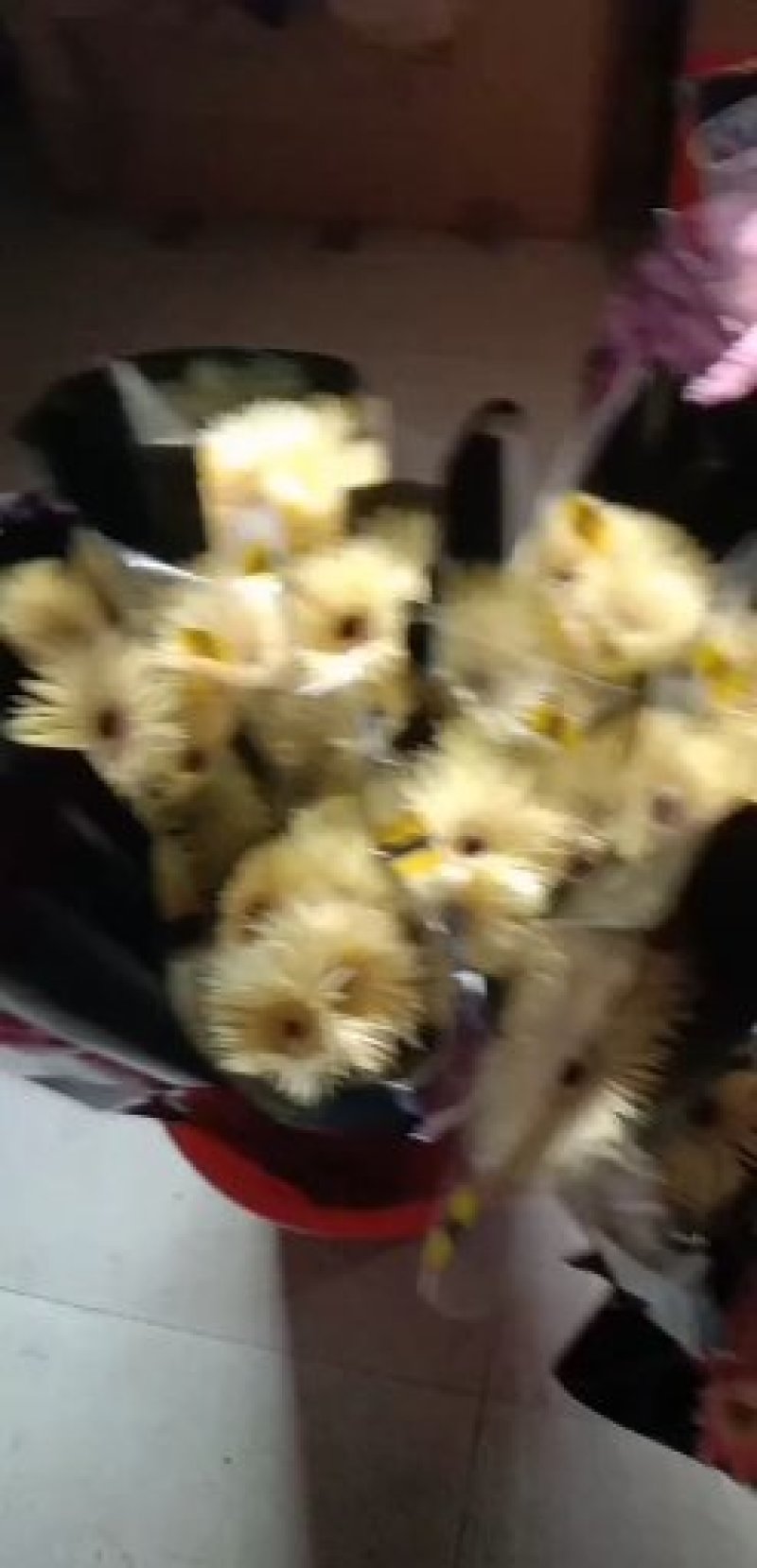 扶郎，太阳花
