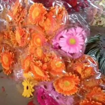 扶郎，太阳花