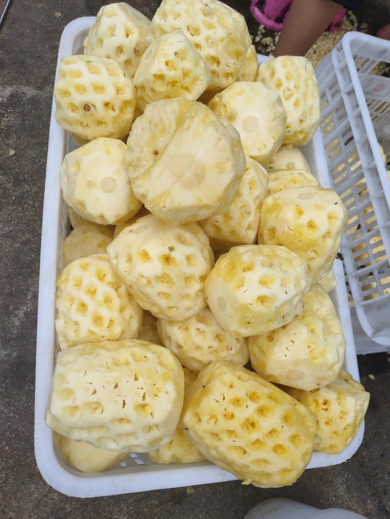 徐闻菠萝红土金菠果靓味甜20度走大货一件代发
