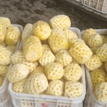 徐闻菠萝红土金菠果靓味甜20度走大货一件代发