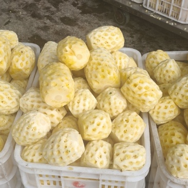 徐闻菠萝红土金菠果靓味甜20度走大货一件代发