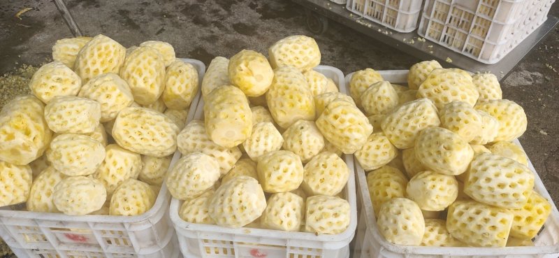 徐闻菠萝红土金菠果靓味甜20度走大货一件代发