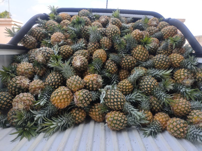 徐闻菠萝红土金菠果靓味甜20度走大货一件代发