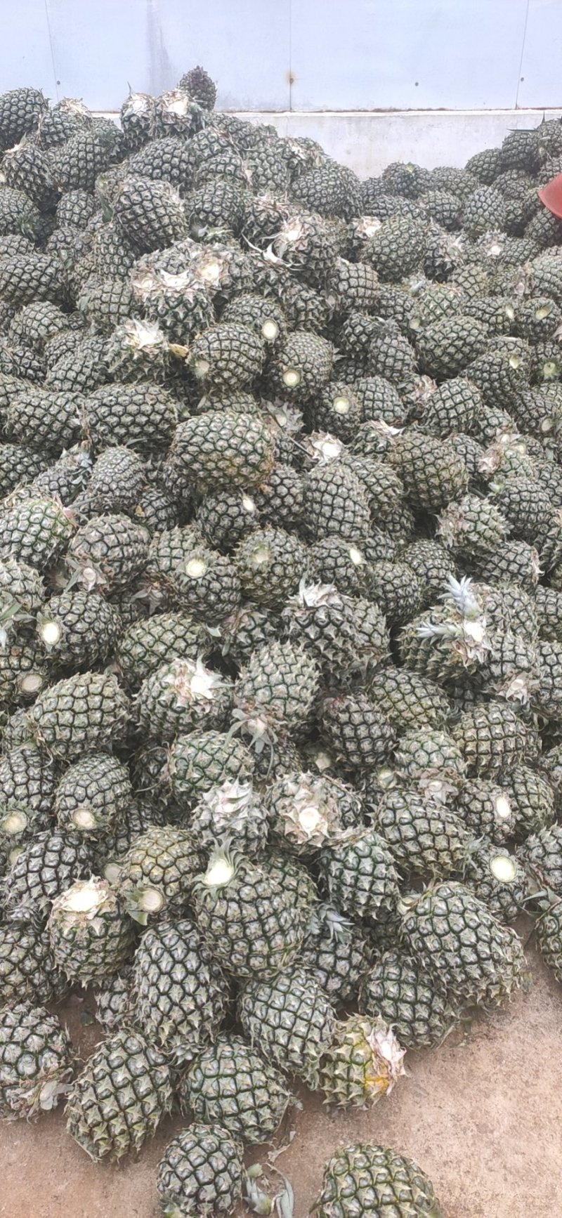 徐闻菠萝红土金菠果靓味甜20度走大货一件代发