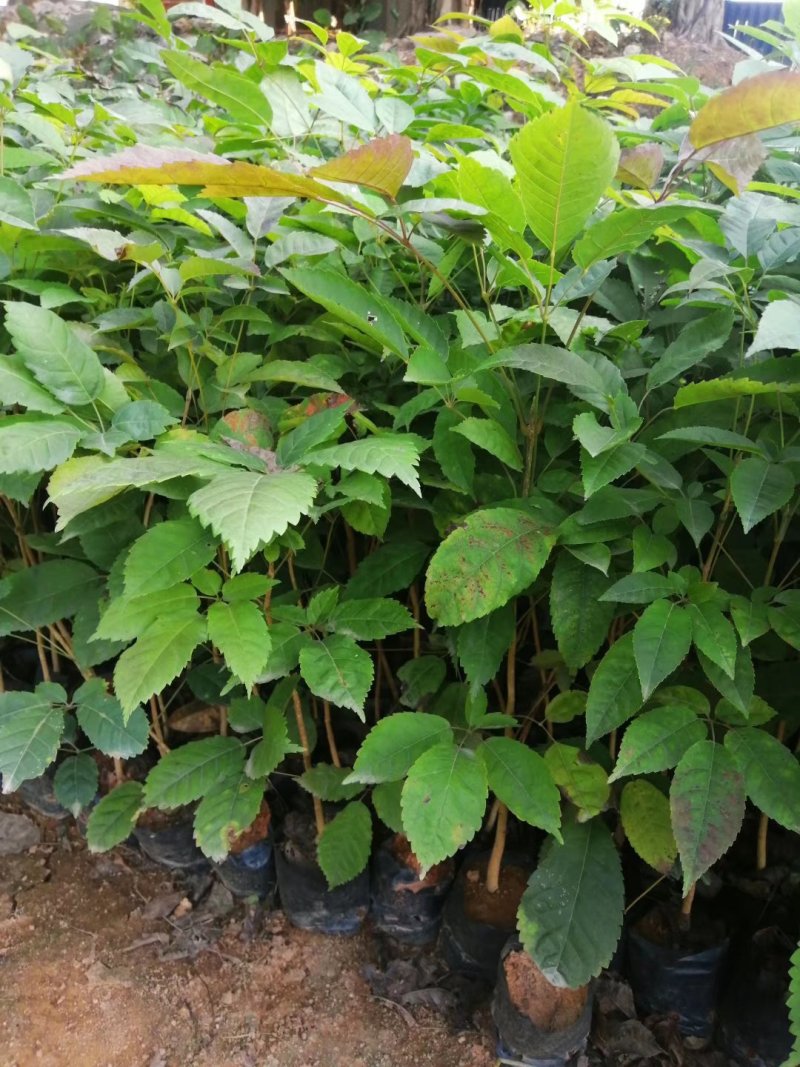 多花紫花风铃木苗广州苗圃直供品种纯正