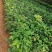 多花紫花风铃木苗广州苗圃直供品种纯正