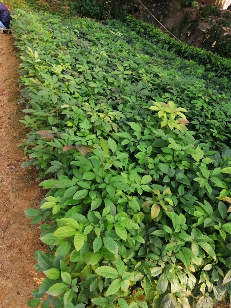 多花紫花风铃木苗广州苗圃直供品种纯正