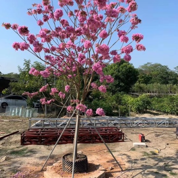 多花紫花风铃木苗广州苗圃直供品种纯正