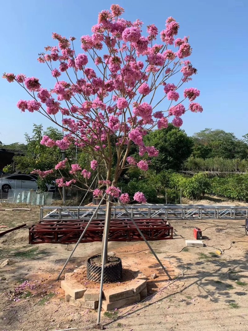 多花紫花风铃木苗广州苗圃直供品种纯正