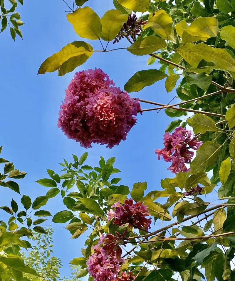 多花紫花风铃木苗广州苗圃直供品种纯正