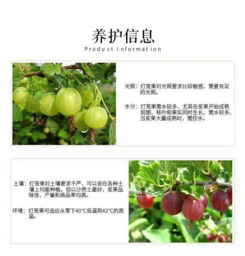 树莓苗
