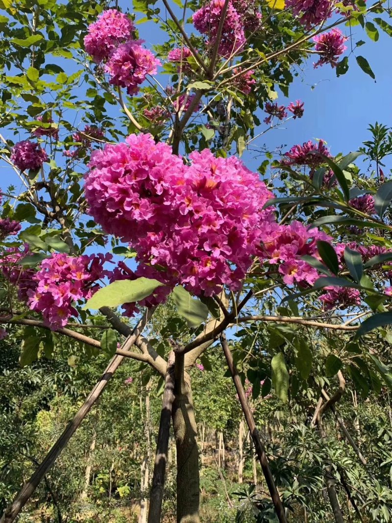 多花紫花风铃木苗广州苗圃直供品种纯正