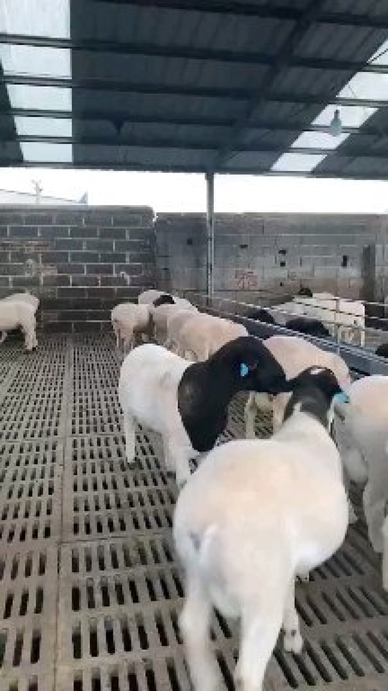 杜泊羊行情活体怀孕杜泊羊价格保证质量一只包邮
