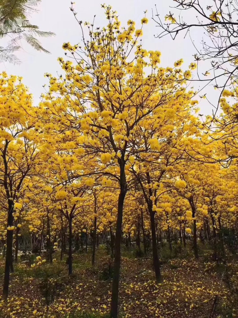 多花黄花风铃木种苗基地直供广州发货支持一件代发