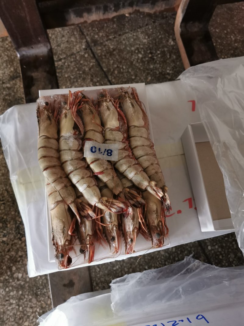 长期稳定供应草虾大黑虎虾